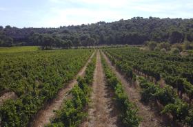 Château Catherine de Montgolfier - photo 7